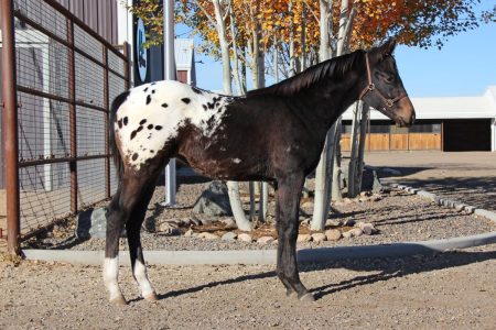 Sire: Honkytonk Wrangler Dam: Talkin Shannon