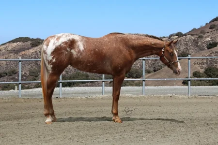 Avalon Appaloosas Brooadmares Hunting For Sunshine
