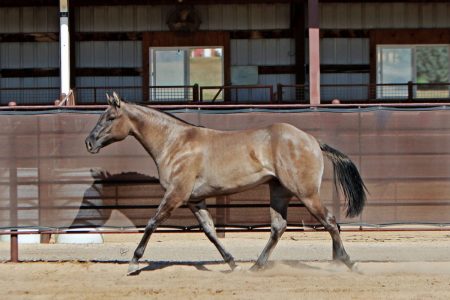 Sire: Diamond W Poco 171 Dam: Diamond W Foxey 214