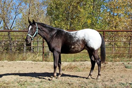Sire: Neon Wrangler Dam: Tonks Tiger Lily