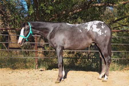 Sire: Neon Wrangler Dam: Wanting More Spots