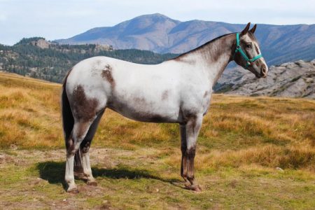 Sire: Ascher 7