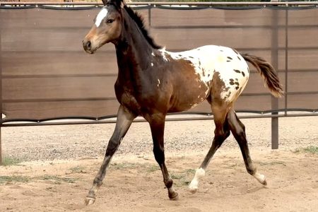 Sire: Neon Wrangler Dam: Wanting More Spots