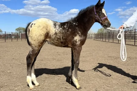 Genuine Wrangler