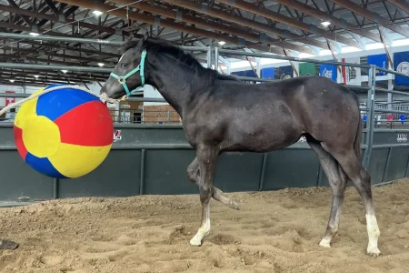 Neon Eclipse Ball