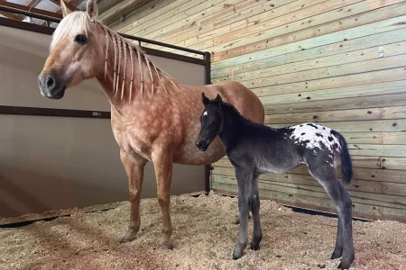 Heza Peppy Wrangler Foals Stallions