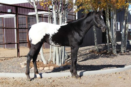 Sire: Neon Wrangler Dam: Hunting Big Dreams