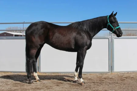 Kenzibug Stallion
