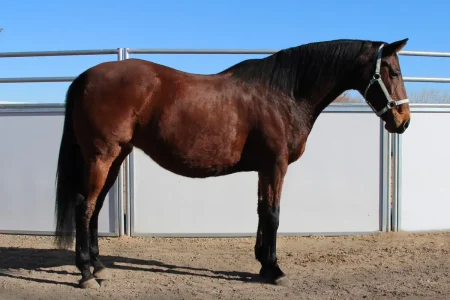 She's Irresistible Horse