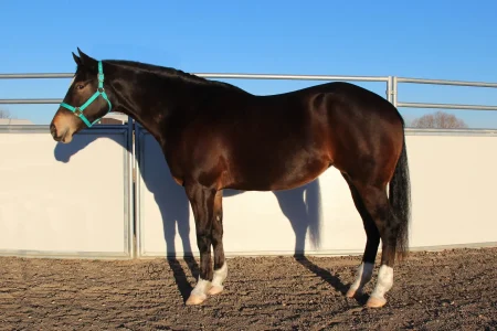 Wranglers Mona Lisa