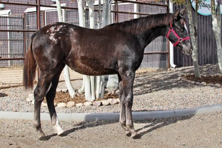 Sire: Neon Wrangler Dam: RF All AGlitter