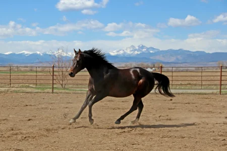 Shadow action horse