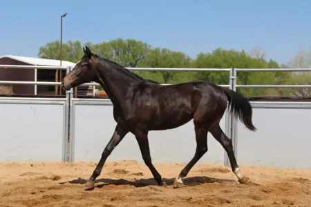 Sire: Neon Wrangler Dam: Talkin Shannon