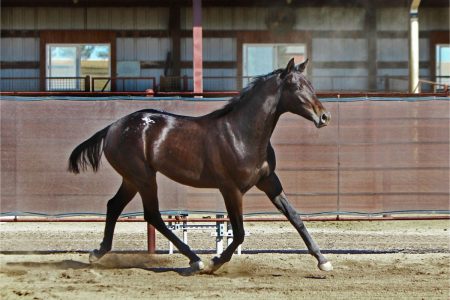 Sire: Neon Wrangler Dam: She's Irresistible (JC)