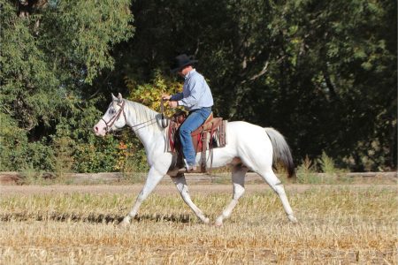 Sire: Neon Wrangler Dam: Send Me An Angel