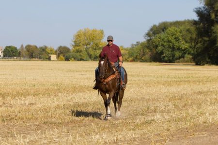 Sire: Honkytonk Wrangler Dam: Gold Star Fox