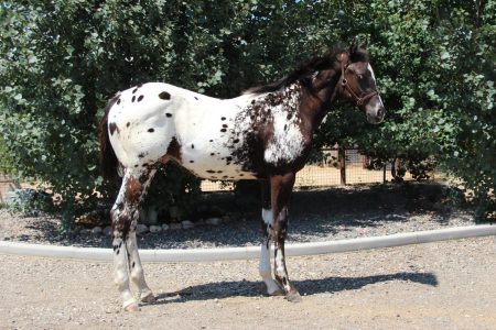 Sire: Neon Wrangler Dam: Kenzibug